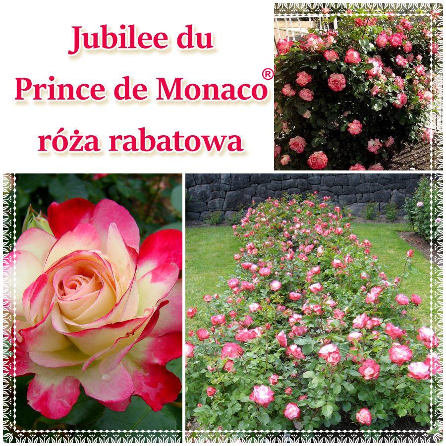 Jubilee du Prince de Monaco róże rabatowe